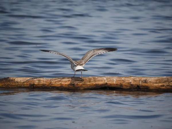 Gaivota no lago — Fotografia de Stock