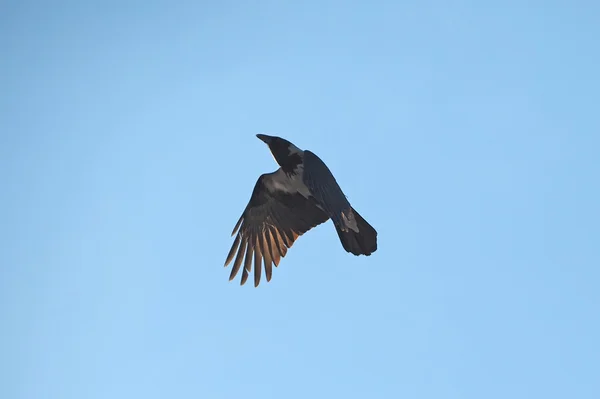 Gray crow in the sky — Stock Photo, Image