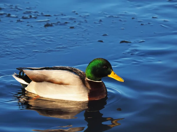 Ente auf dem See — Stockfoto