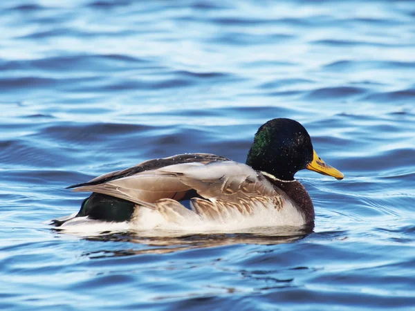 Canard sur le lac — Photo