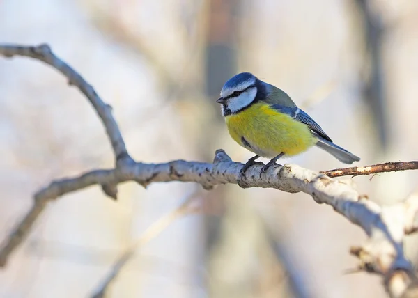 Pimpelmees in het bos — Stockfoto