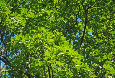 yeşil akçaağaç yaprakları