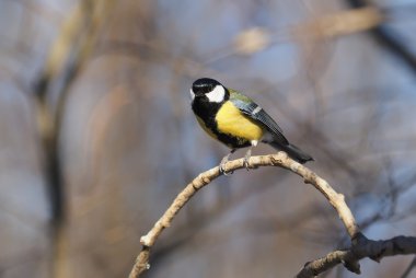 Ormandaki baştankara