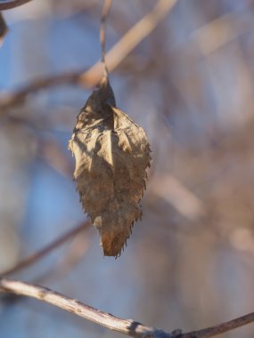 Ağaçtaki kuru yapraklar