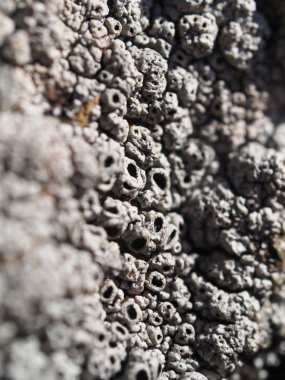 kayaların üzerinde liken