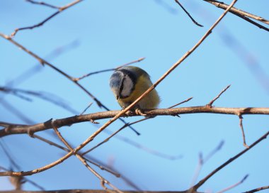 Ormanın içinde Mavi baştankara