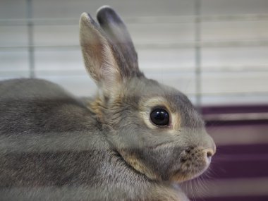 Bir kafes dekoratif tavşan