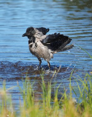 nehre kuzgun banyoları