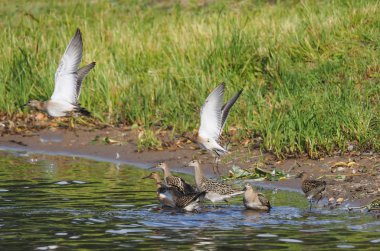 Sandpiper Nehri üzerinde