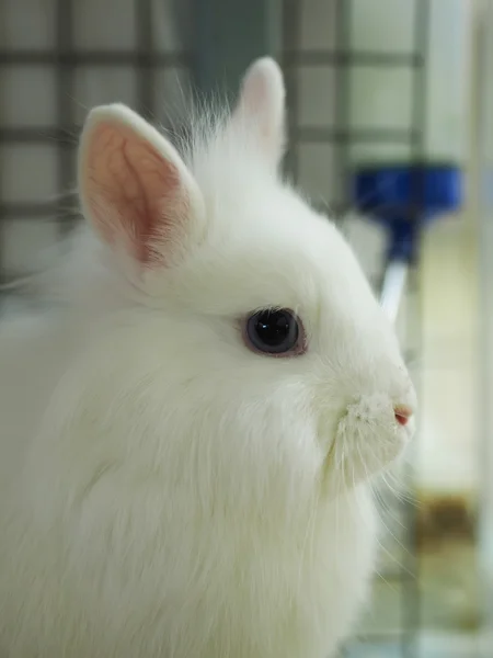 Coniglio decorativo in una gabbia — Foto Stock