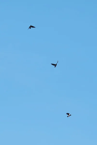 Corbeau gris dans le ciel — Photo