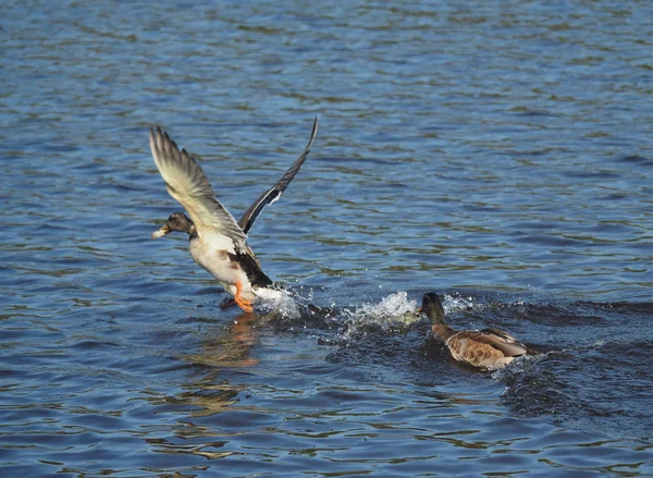 Pato no lago — Fotografia de Stock