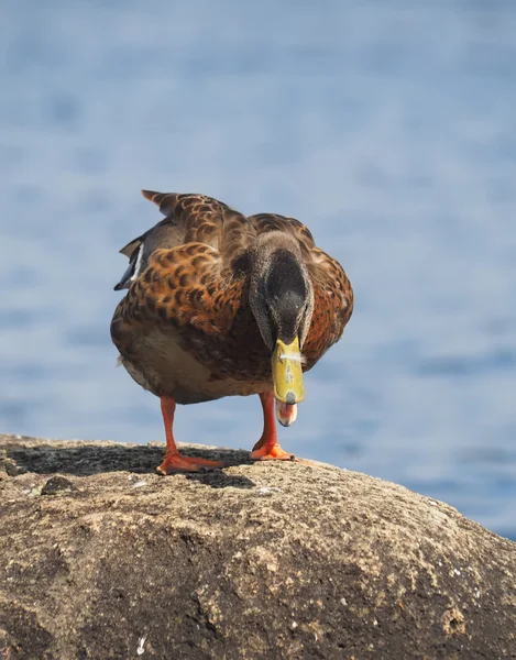 Canard sur le lac — Photo