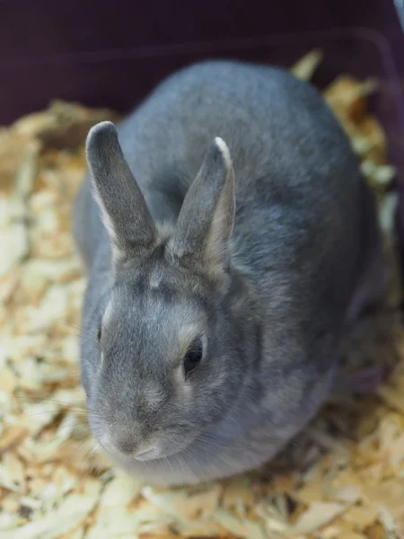 Декоративный кролик в клетке — стоковое фото