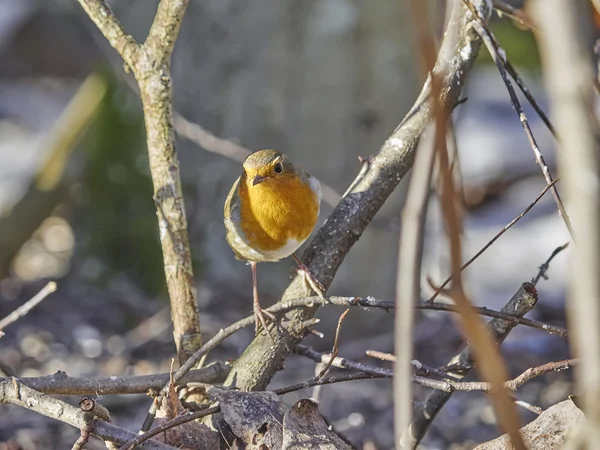 Robin in the forest — Stock Photo, Image