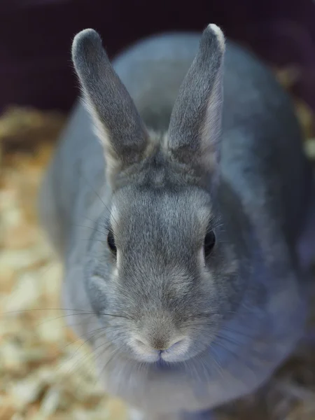 El conejo decorativo en la jaula —  Fotos de Stock