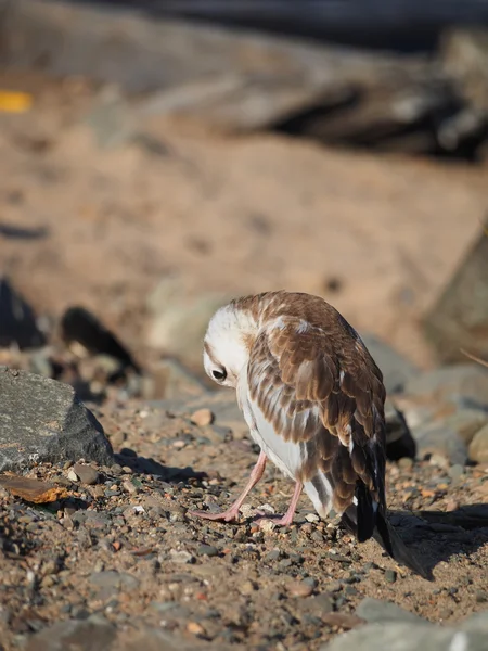 Meeuw op het meer — Stockfoto