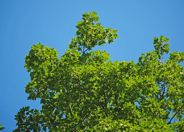 Gröna blad av lönn — Stockfoto