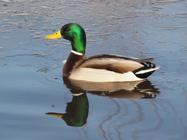 Rată pe lac — Fotografie, imagine de stoc