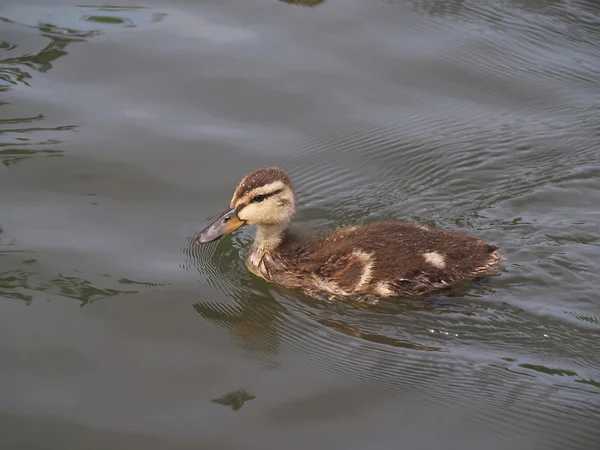 Ente auf dem See — Stockfoto