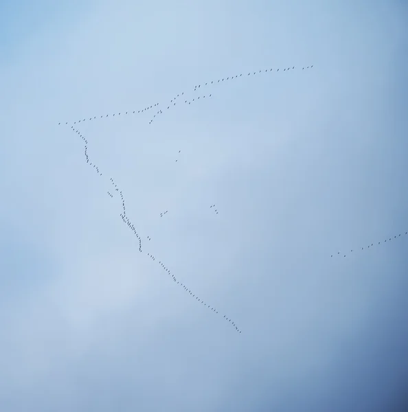 Ένα κοπάδι χήνες που πετούν Νότια — Φωτογραφία Αρχείου