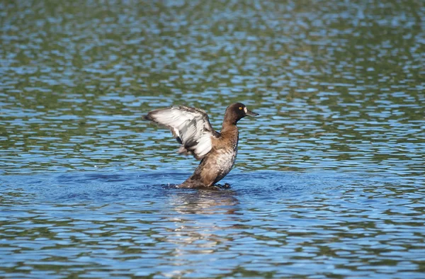 Anatra trapuntata sul lago — Foto Stock