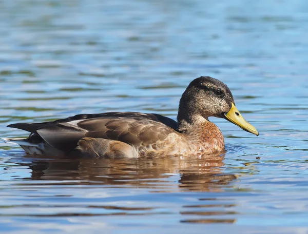 Ente auf dem See — Stockfoto