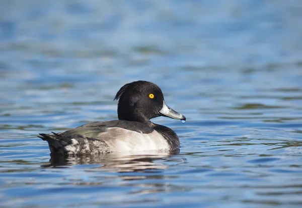 Kuifeend op het meer — Stockfoto