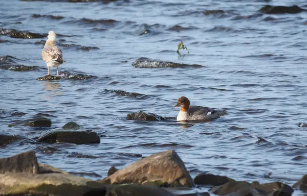 Merganser no lago — Fotografia de Stock