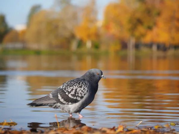 Dove na jezeře — Stock fotografie