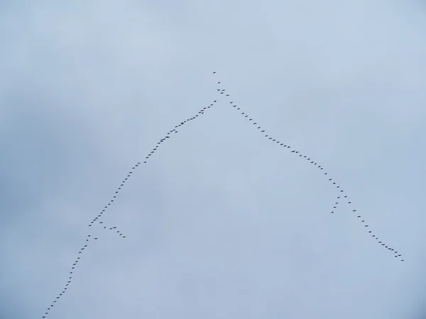 Una bandada de gansos volando hacia el sur — Foto de Stock