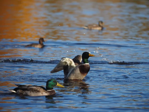 Pato en el lago — Foto de Stock