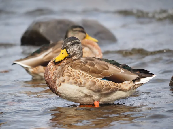 Eend op het meer — Stockfoto