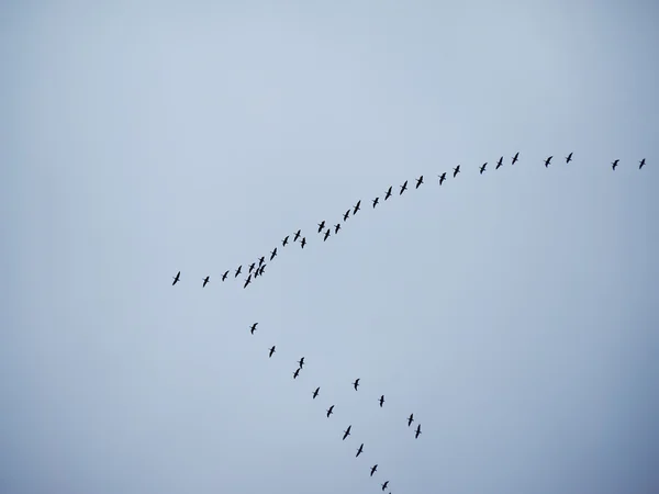 A flock of geese flying south — Stock Photo, Image