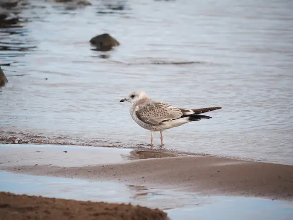 Möwe auf dem See — Stockfoto