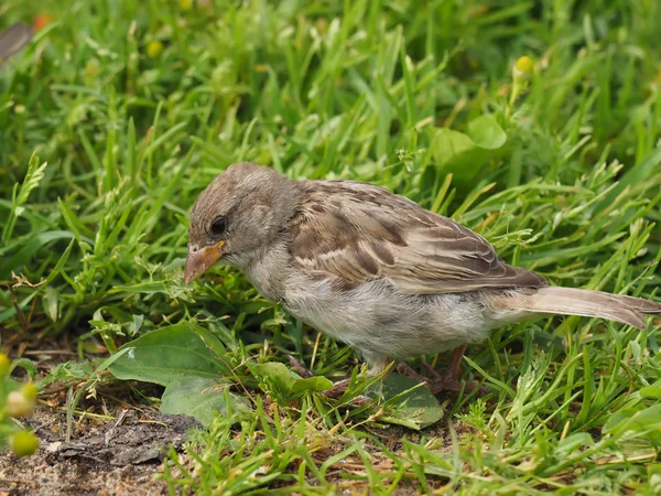 Sparrow in the forest — Stock Photo, Image