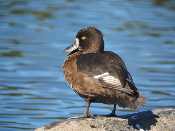 Canard touffu sur le lac — Photo