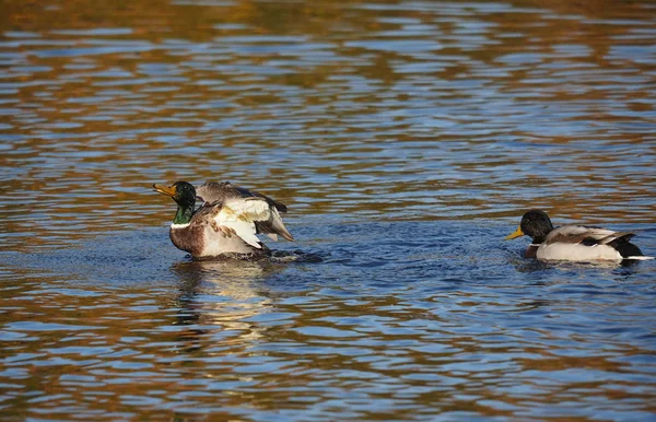 Canard sur le lac — Photo