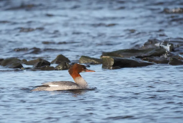 Merganser på søen - Stock-foto