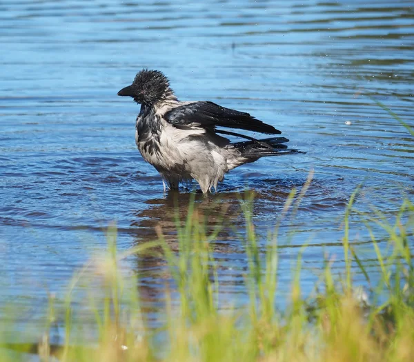 Raven bathes in the river — Stock Photo, Image