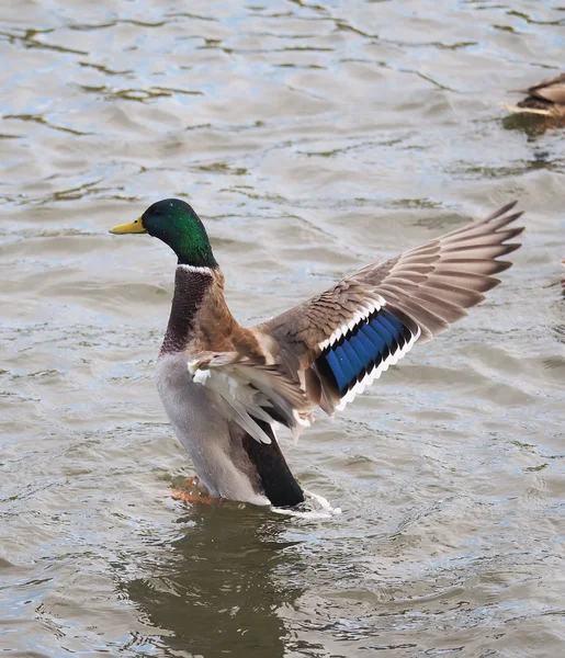 Duck on the lake — Stock Photo, Image