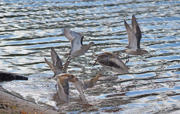 Sandpiper sul fiume — Foto Stock