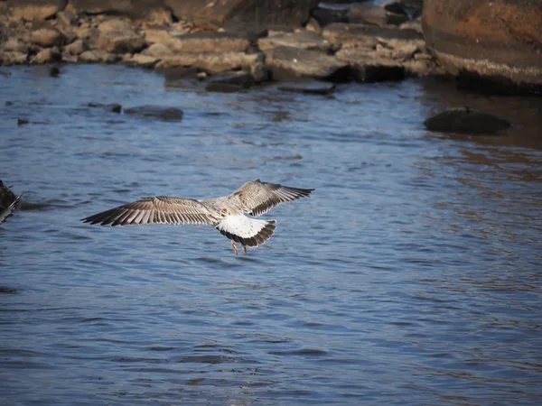 Seagull on the lake — Stock Photo, Image