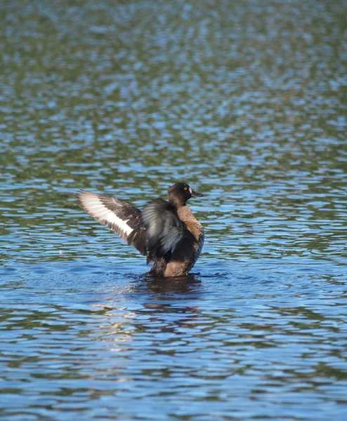 Pato adornado no lago — Fotografia de Stock