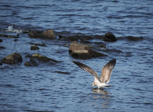 Seagull on the lake — Stock Photo, Image