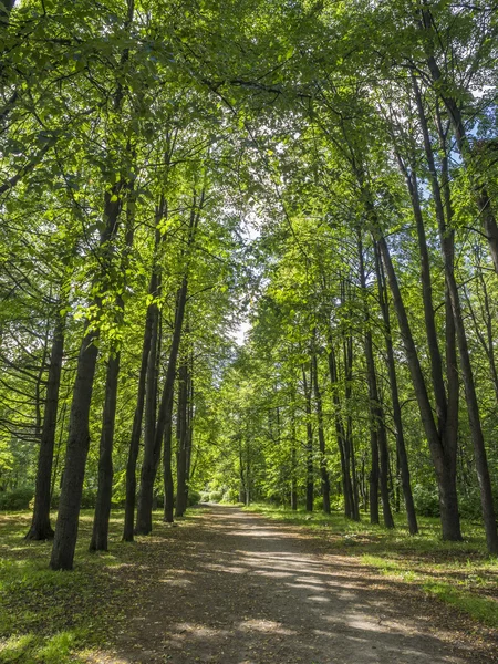 path in the park