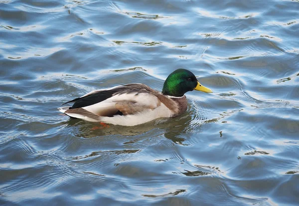 Pato no lago — Fotografia de Stock