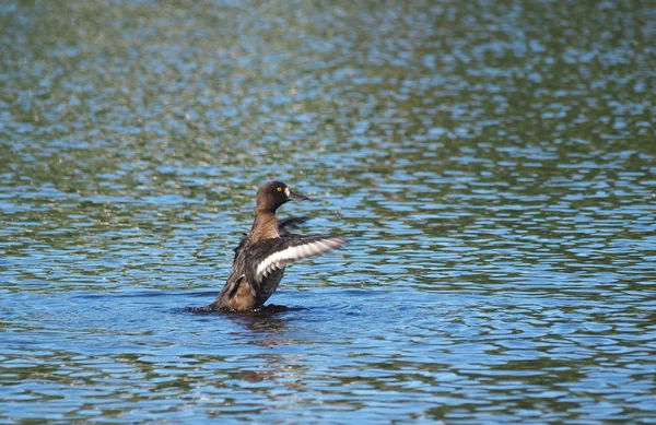 Canard touffu sur le lac — Photo