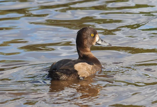 Kuifeend op het meer — Stockfoto