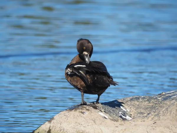 Тафтированная утка у озера — стоковое фото